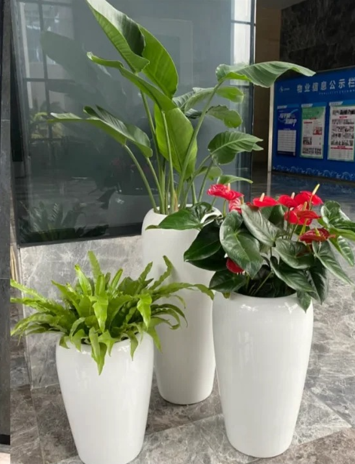 鄞州花木租赁费用怎么弄？超详细操作步骤